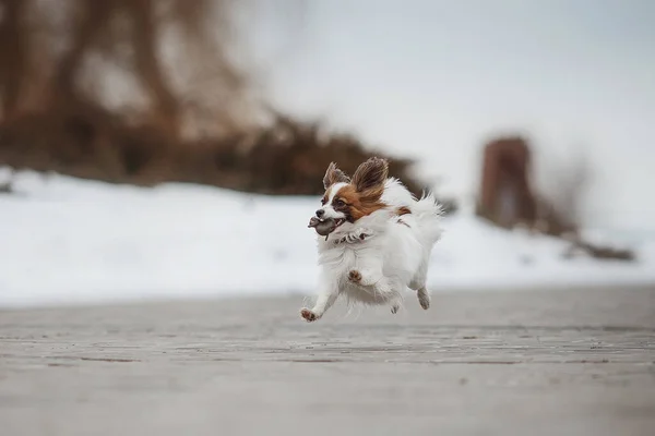 Porträt Eines Papillonhundes Winterpark — Stockfoto