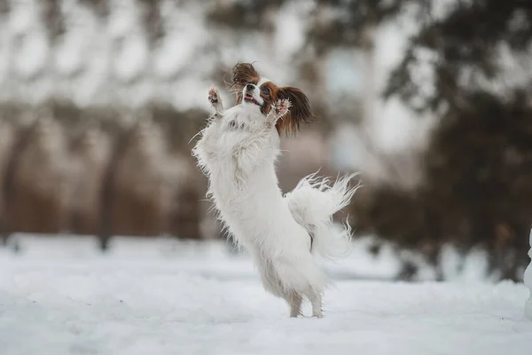 Portrait Chien Papillon Dans Parc Hiver — Photo