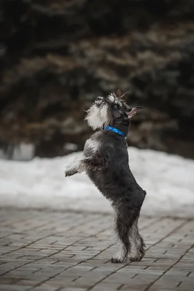 Hund Schneeschnauzer — Stockfoto