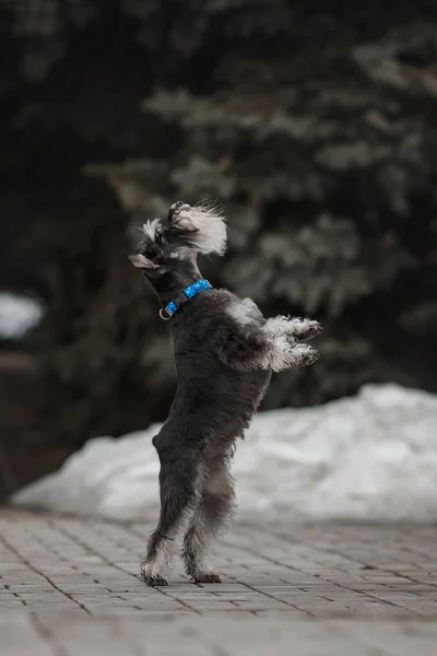 Pies Sznaucerze Śnieżnym — Zdjęcie stockowe