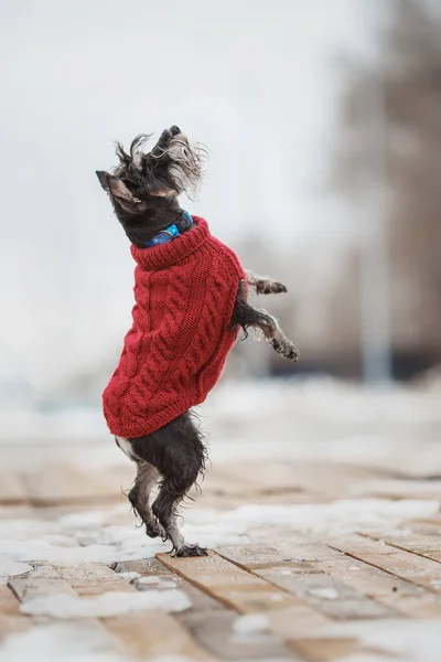 Hund Schneeschnauzer — Stockfoto