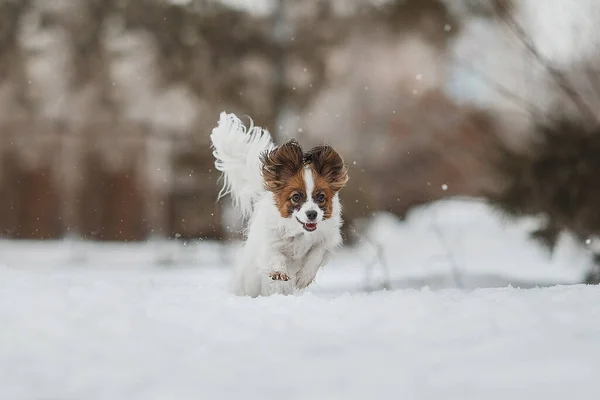 Portret Van Een Papillon Hond Winterpark Stockfoto