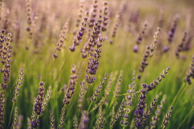 Akşam Sahasında Lavanta Çiçekleri Kapanış Görünümü