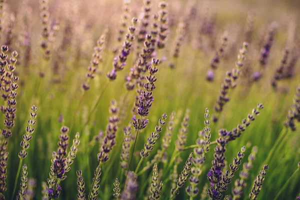 Lavanda Flores em Campo Evening Closeup View — Fotografia de Stock