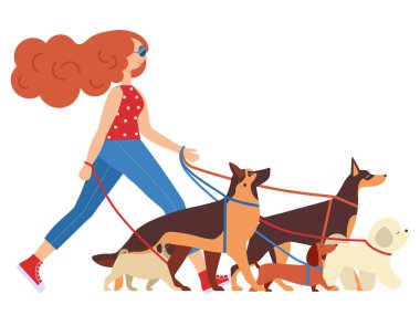 Tasmalı bir grup köpeği olan köpek gezdiren kadın. Kadın hayvan bakıcısı ya da köpek gezdirme, eğitim ve günlük bakım işleri için profesyonel idareci.