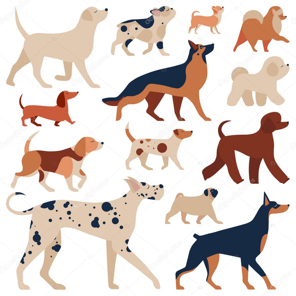 Popular dog breeds set. Collection of big and small puppies. Different types of dogs. Pedigreed animals chart with pug, poodle, German shepherd, bulldog, doberman, Labrador, dachshund and beagle.