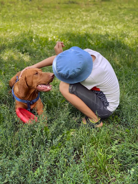 Kind Spielt Mit Hund Grünen Sommerpark Junge Streichelt Ungarischen Vizsla — Stockfoto