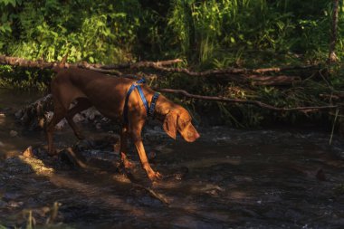 Macar Vizsla köpeği dağ yolunda yürüyor ve balık tutuyor. Safkan işaretçinin portresi dağda yürüyüş parkurlarında vahşi nehirle yürüyor. Hayvan gezisi konsepti.