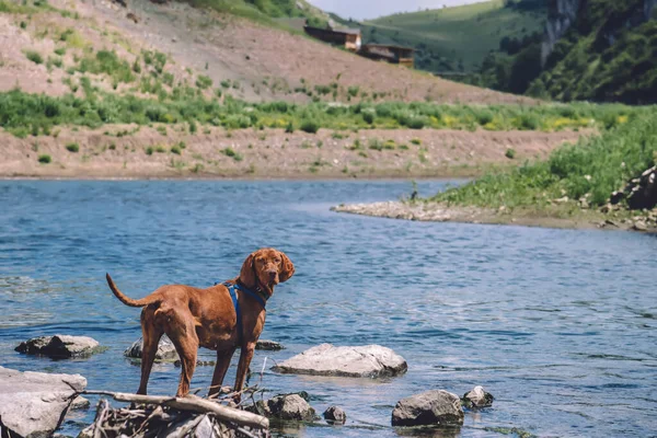 Hungarian Vizsla dog in harness standing on rocks by mountain river and fishing. Portrait of purebred pointer on water of stream, hunter dog searching for fish. Pet travel concept.