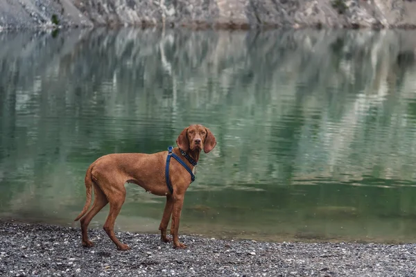 Hungarian Vizsla Dog Harness Walking Mountain Lake Emerald Water Portrait — Stock Photo, Image