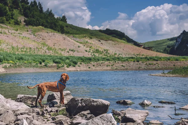 Hungarian Vizsla dog in harness standing on rocks by mountain river. Portrait of purebred pointer walk on mountain hiking trails in the wood with wild river. Pet travel concept.