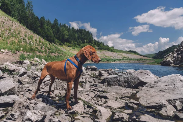 Hungarian Vizsla Dog Harness Standing Stones Mountain River Portrait Purebred — Stock Photo, Image