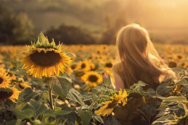 Gün batımında açan ayçiçeği tarlasında tek başına uçan saçları olan odaksız bir kadın. Sarı çiçeklerin arasında dolaşan bir kız. Sarışın, uzun rüzgarlı bir kadın. Güneşli yaz çiçek tarlasında sırtına saç üflüyor..