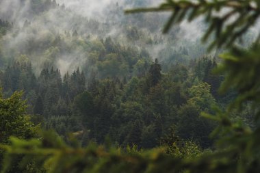Kopaonik Ulusal Parkı 'ndaki sisli kozalaklı orman. Dağ sisi ve orman bulutlarıyla kaplı manzara. Yağmurlu bir günde sisle kaplı yeşil yamaçlar.