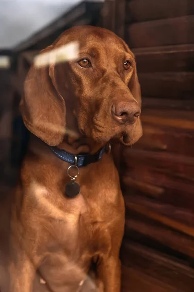 匈牙利Vizsla狗领子坐在屋里 透过玻璃门往外看 美丽纯正的指针的肖像在家里等着主人 猎狗在门外看着雨 — 图库照片