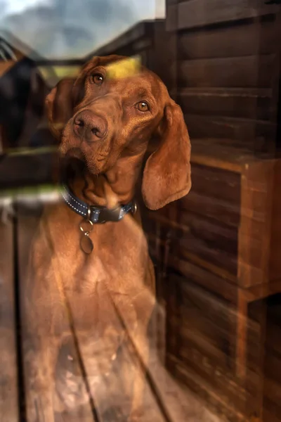 Hongaarse Vizsla Hond Halsband Zit Binnen Huis Kantelen Zijn Hoofd — Stockfoto