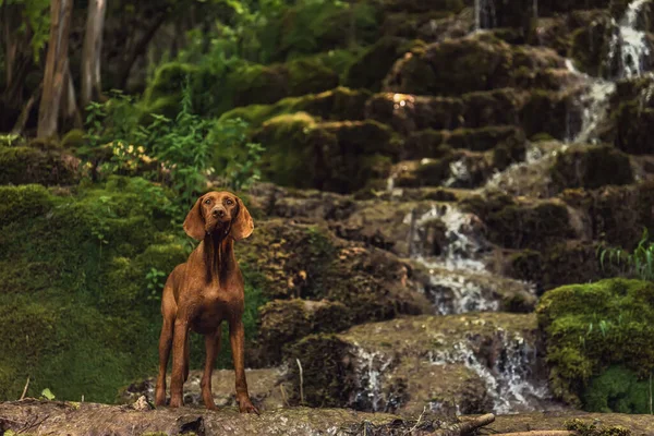 Húngaro Vizsla Cão Sobre Pedra Cachoeira Selvagem Retrato Ponteiro Raça — Fotografia de Stock