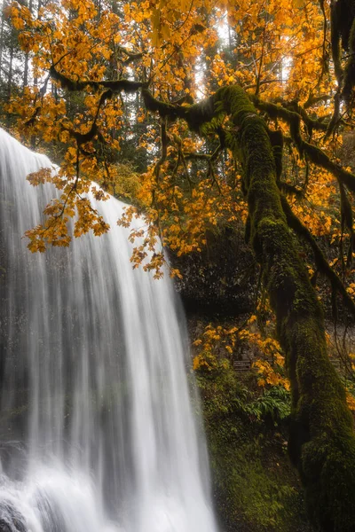 Herbstliches Laub Und Schöner Wasserfall Silver Falls State Park Oregon — Stockfoto
