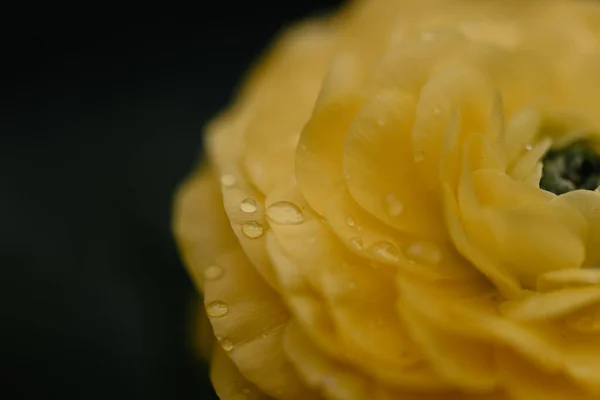 在黑色背景上的黄花上挂着春雨点点的迹象 — 图库照片