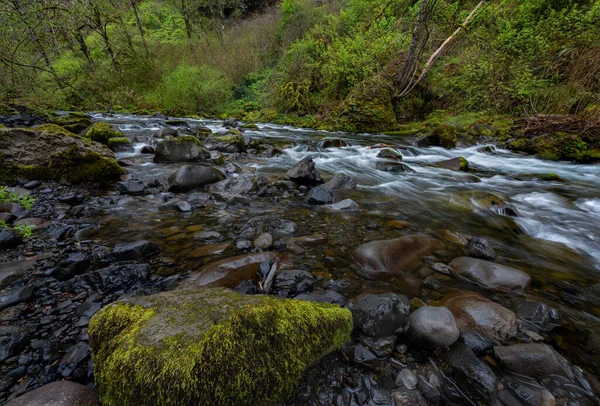Bäck Som Rinner Genom Frodig Grön Mossig Vårskog Oregon — Stockfoto