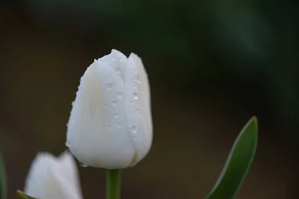 清晨的露珠落在柔嫩的白色花朵上 春天的郁金香 有复制的空间 — 图库照片