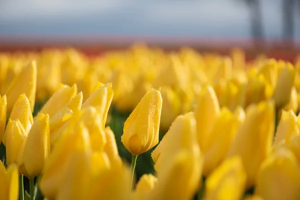Seçici bir şekilde odaklanmış canlı sarı bahar laleleri