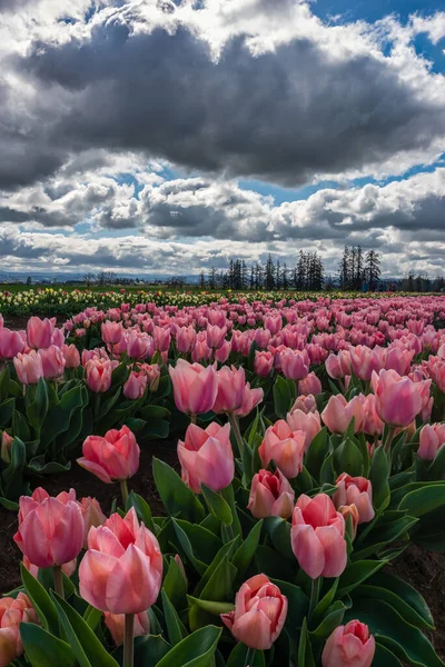 Lebendig Rosa Blühende Tulpen Unter Dramatischem Frühlingshimmel — Stockfoto