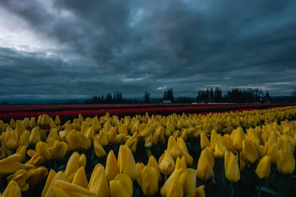 Tarlada güzel laleler