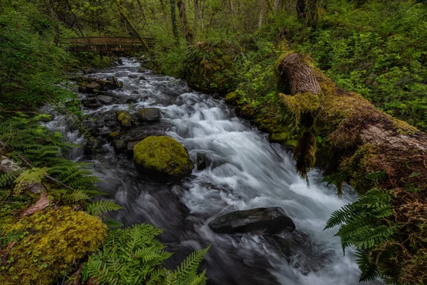 Stream Forest — Stock Photo, Image