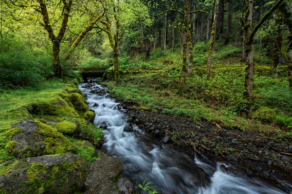 Ruisseau Dans Une Forêt — Photo
