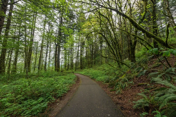 Пешеходная Тропа Через Пышные Зеленые Леса Ущелье Реки Колумбия Орегон — стоковое фото