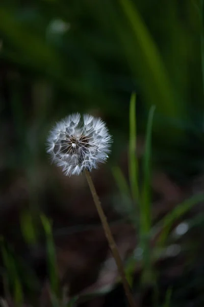 Flor Diente León Bosque —  Fotos de Stock