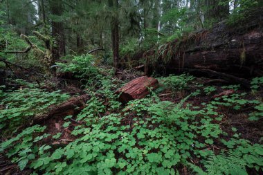 Sabah güzel bir orman
