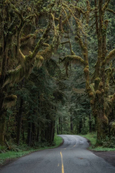 Древние Деревья Мосси Приветствуют Посетителей Въездной Дороге Тропический Лес Олимпийский — стоковое фото