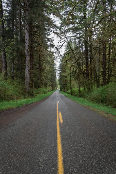 Road Forest — Stock Photo, Image