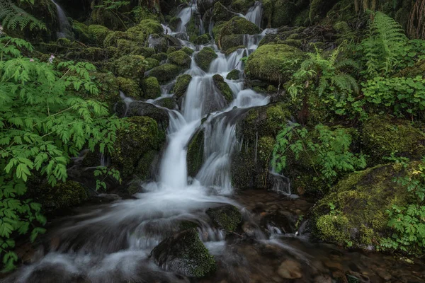 Mały Kaskadowy Krajobraz Wodospadu Bujnej Zieleni Quinault Rainforest Washington State — Zdjęcie stockowe