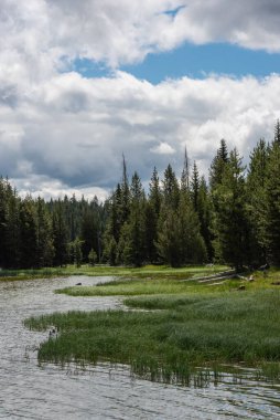 Ormandaki güzel göl