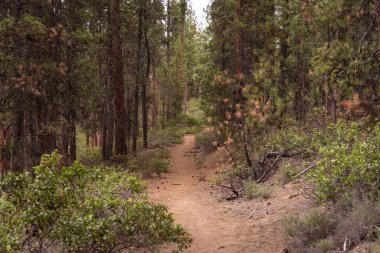 Ormanın içinden geçen yol