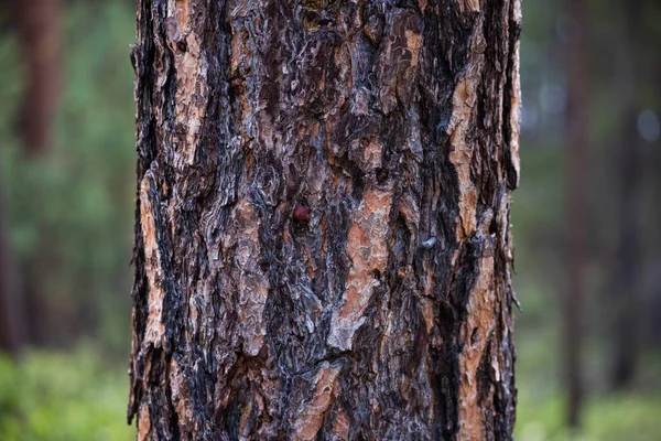 森の中の木の樹皮 クローズアップ — ストック写真