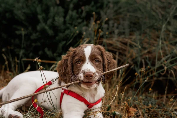Şirin İngiliz Springer Spaniel köpeği bahçede oturuyor, ağzı sopalı.