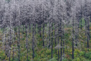 Ölü ormanın manzarası.