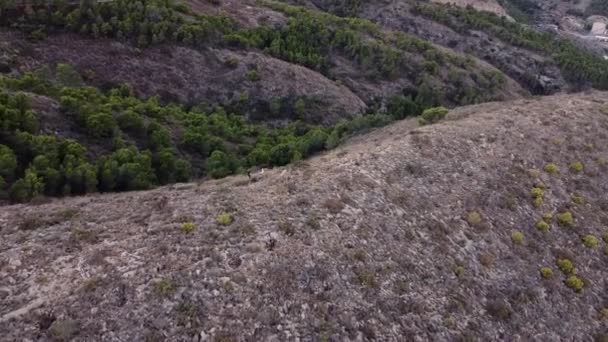 Hunting with dogs in the mountains. — Stock Video