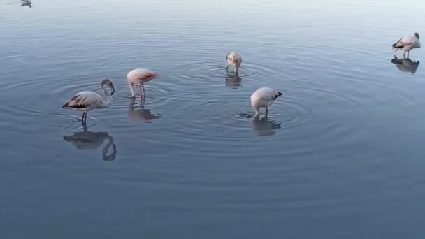 Flamingo walking in shallow water lake. — Video Stock