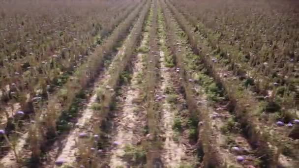 Aerial View Blooming Artichoke Field Rows — Wideo stockowe