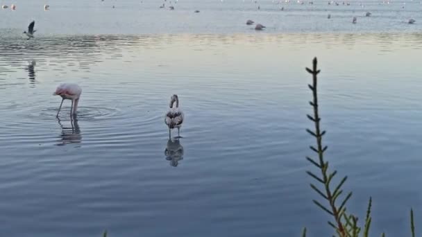 Flock Flamingos Feeding Shallow Water — Stock video