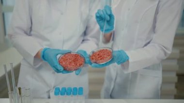 a hands of scientists in white coats and protective gloves cultured meat petri dishes