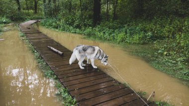 Husky yürüyüşe çıktı. Su basmış parktaki ahşap patikada duran köpek.