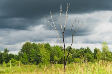 Çayırdaki yalnız ağaç. Hava bulutlu. doğa arkaplanı