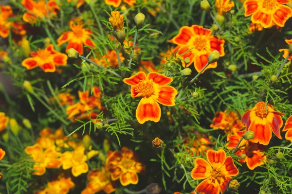 Flores Laranja Jardim Perto Fundo Natureza Floral — Fotografia de Stock
