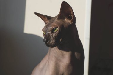 Gri sfenks kedisi. evcil safkan hayvan. tapılası